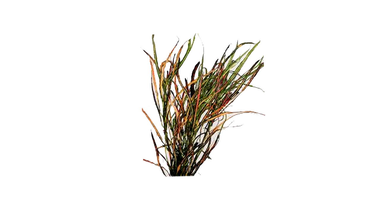 Lakpura® Picasso’s Paintbrush Croton (50 Leaves)