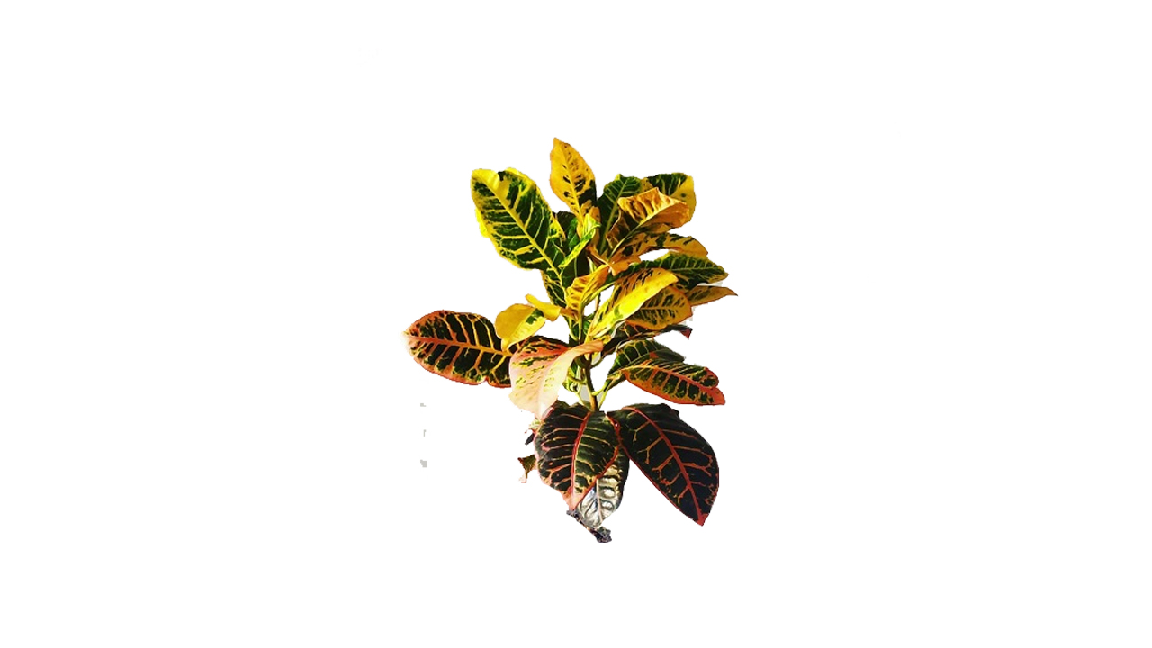 Lakpura® Petra Croton
