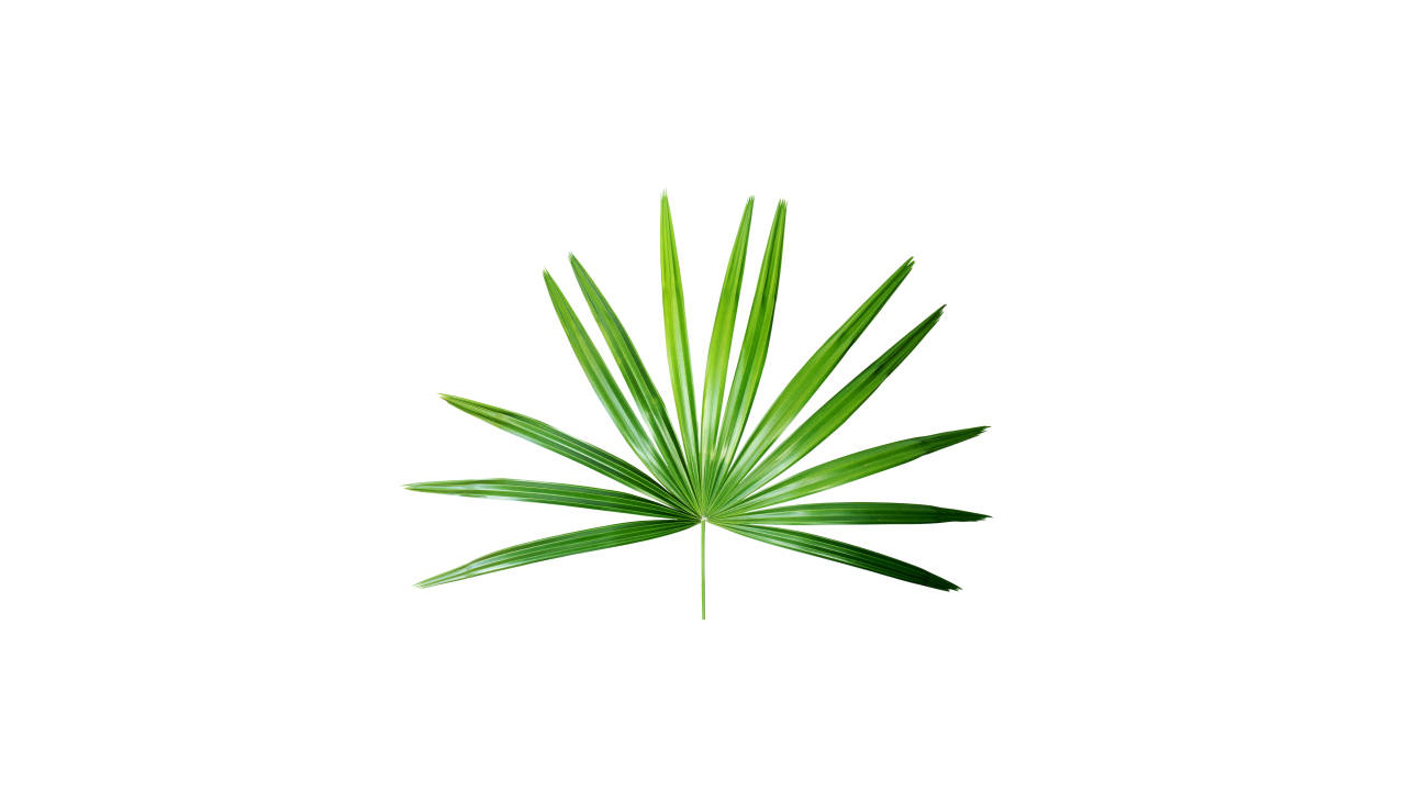 Lakpura® lady palm (Rhapis excelsa) 20 Leaves (Medium)
