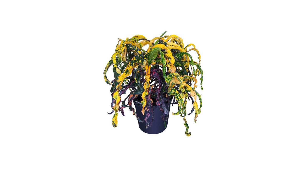 Lakpura® Dreadlocks Croton