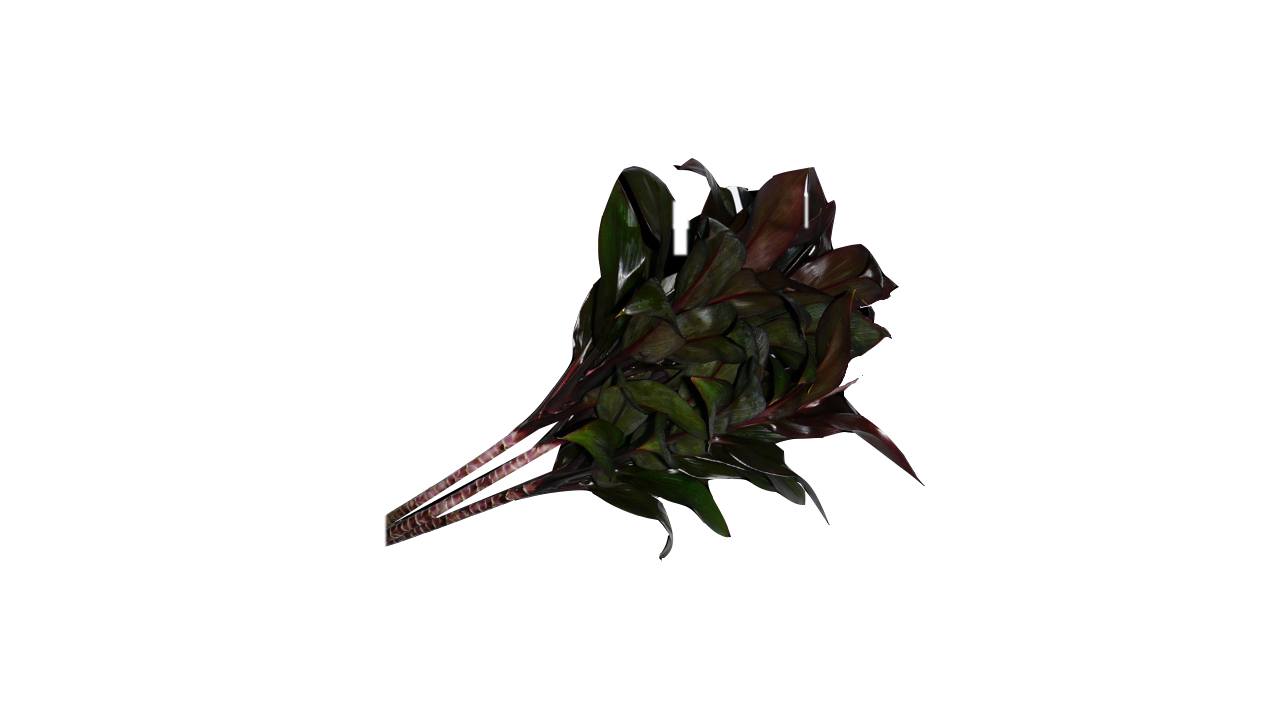 Lakpura® Dracaena Purple Compacta Leaves - Medium