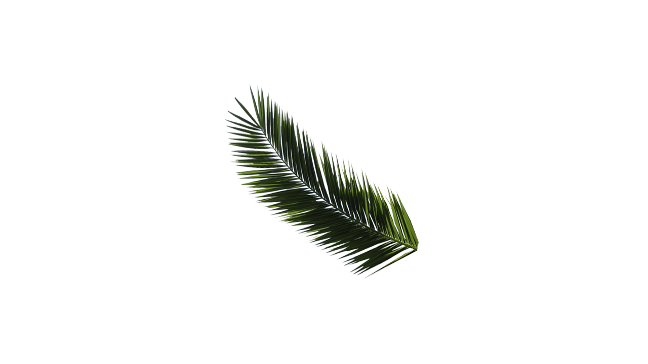 Lakpura® Areca Palm Leaves