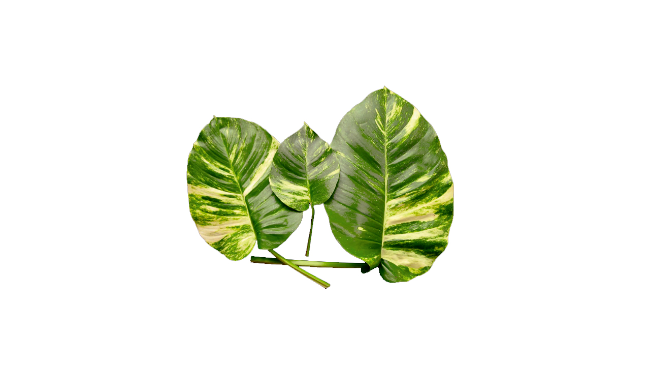 Lakpura Epipremnum Aureum Pothos (20 Leaves) Medium