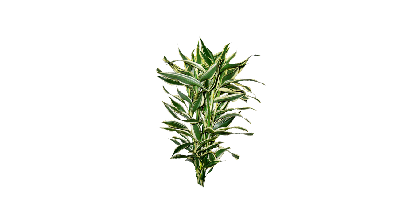 Lakpura Dracaena Sanderiana White (50 Leaves) Medium