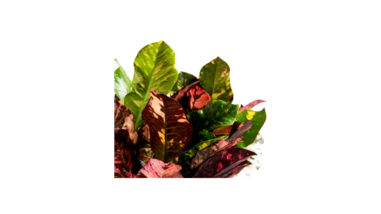Lakpura® Magnificent Croton