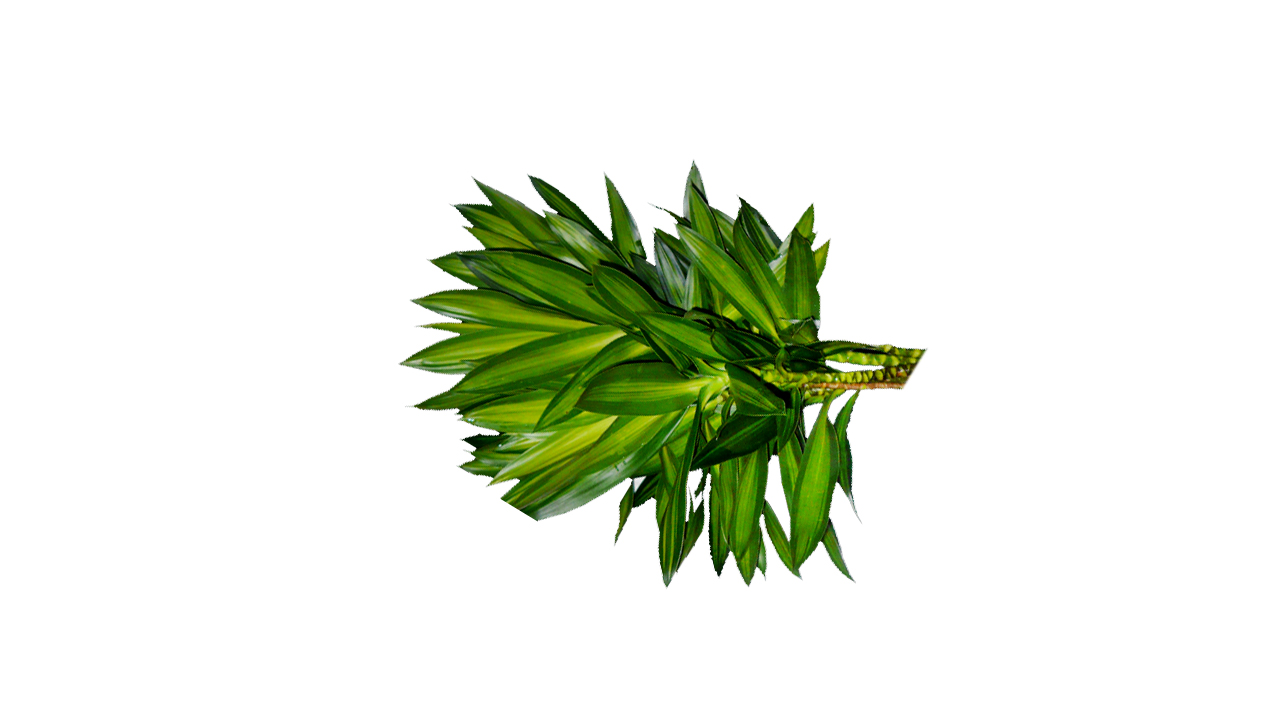 Lakpura Dracaena Reflexa 'Song of Jamaica' (50 Leaves) Medium