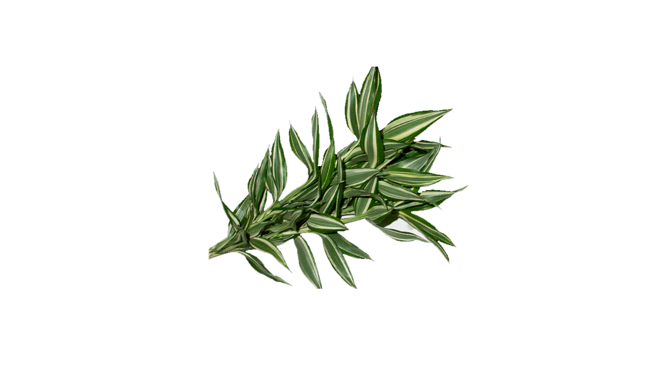 Lakpura Dracaena Sanderiana Victory (50 Leaves) Medium