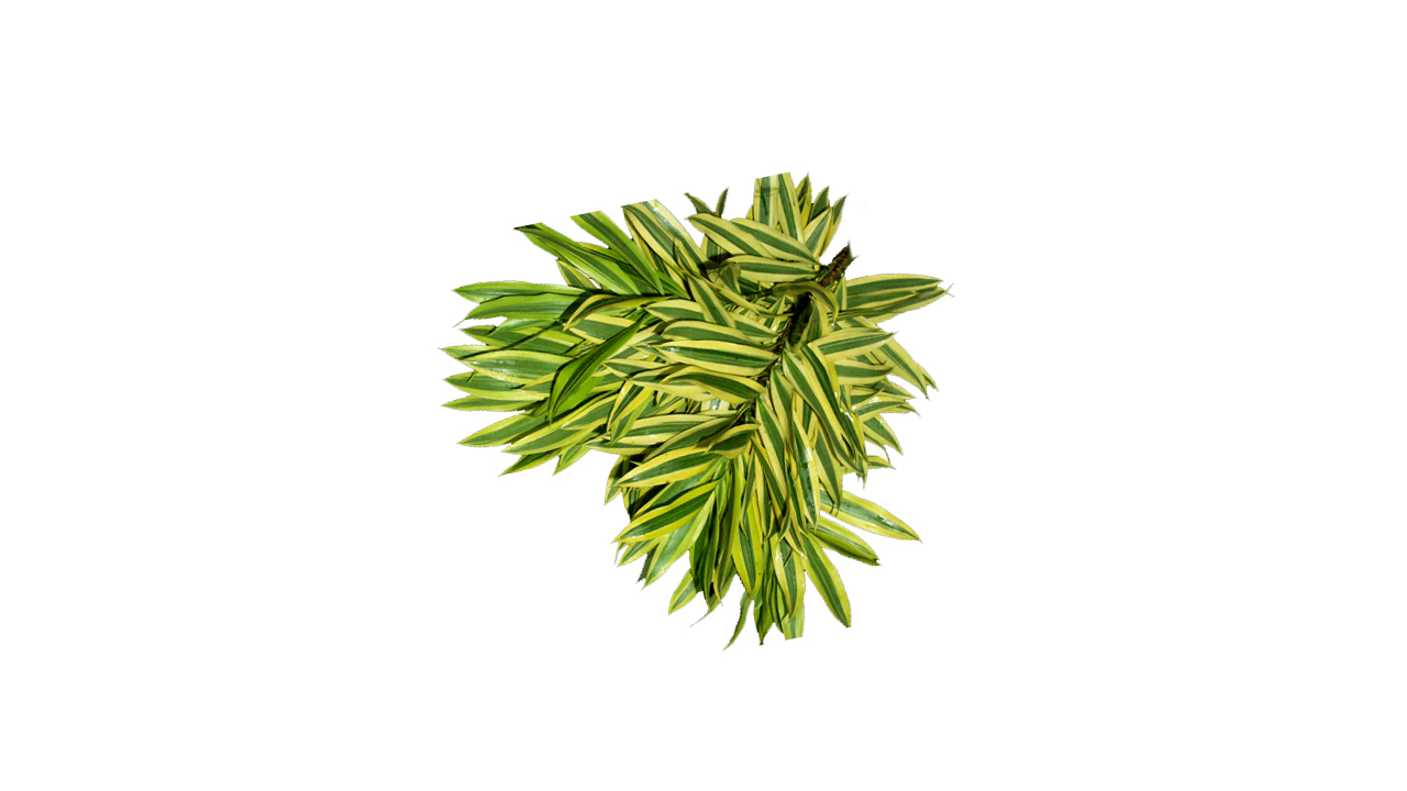 Lakpura Dracaena Reflexa 'Song of India' (50 Leaves) Medium