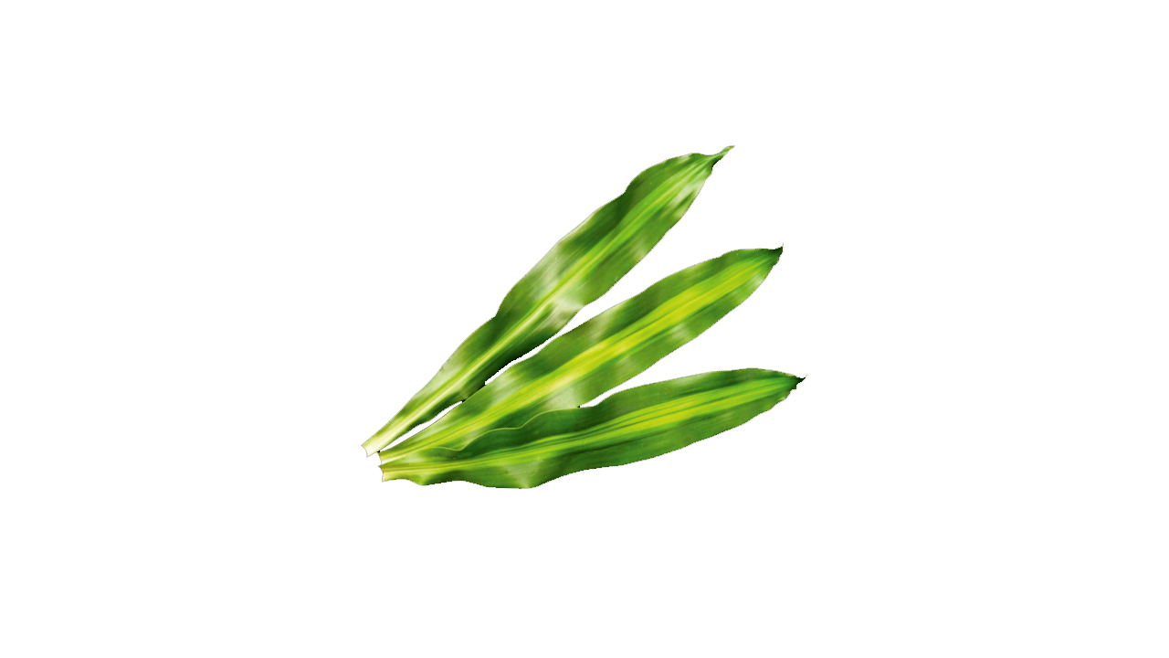 Lakpura Dracaena Massangeana (20 Leaves) Medium
