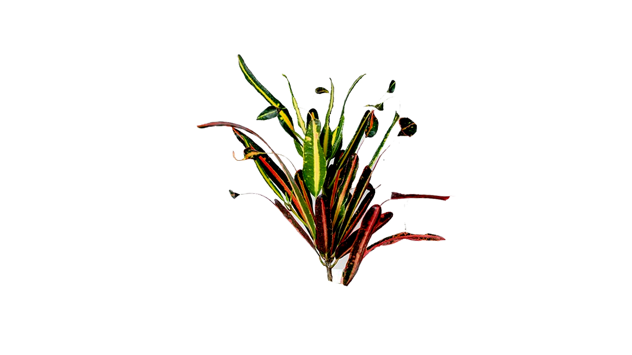 Lakpura® Mother and Daughter Croton Leaves
