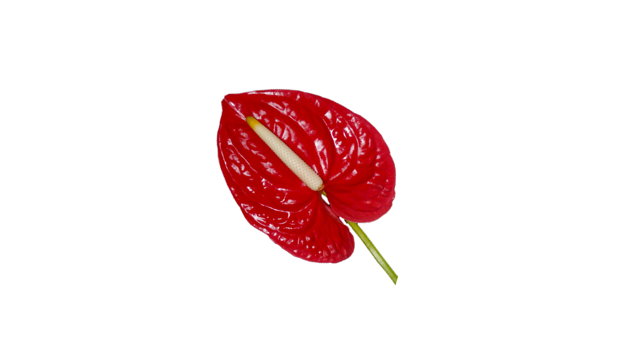 Lakpura Anthurium (20 Flowers)