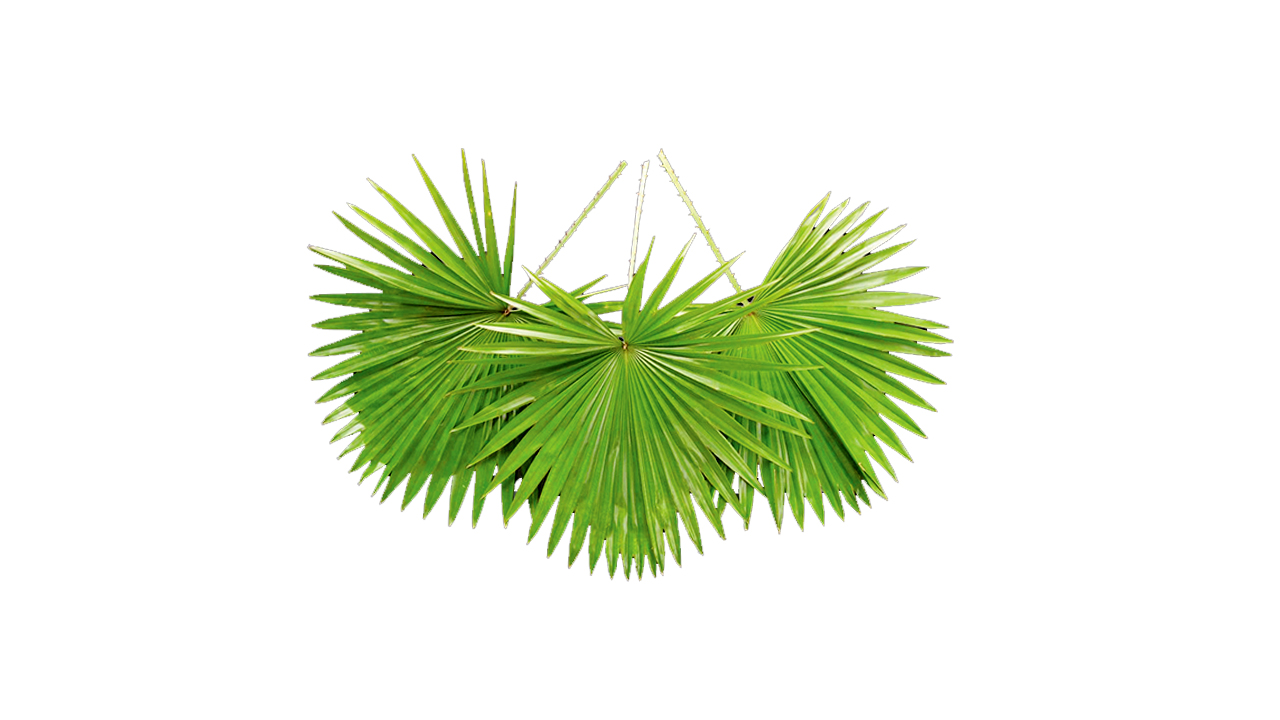 Lakpura Livistona Rotundifolia (20 Leaves) Medium