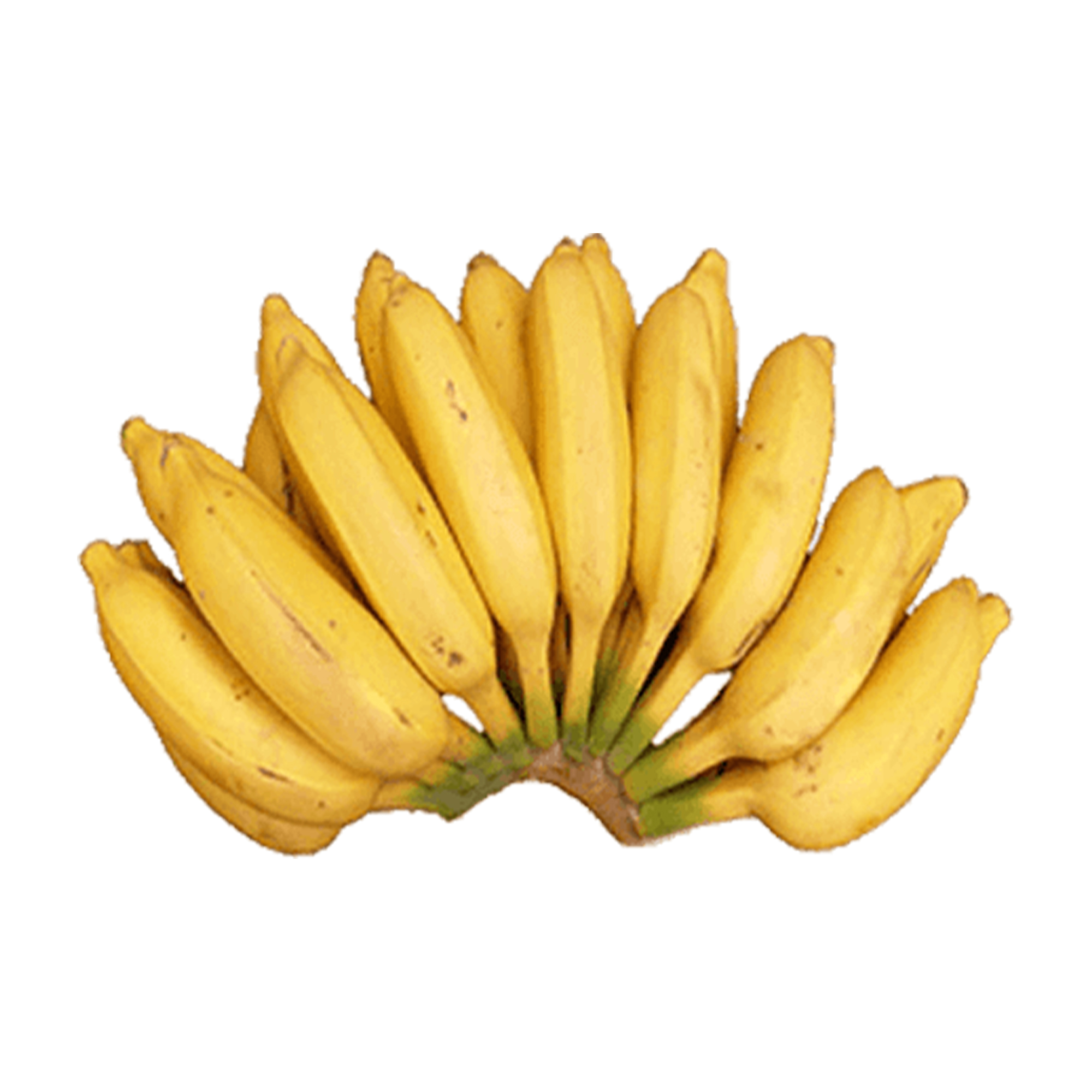Lakpura® Seeni Banana (Seeni Kesel)