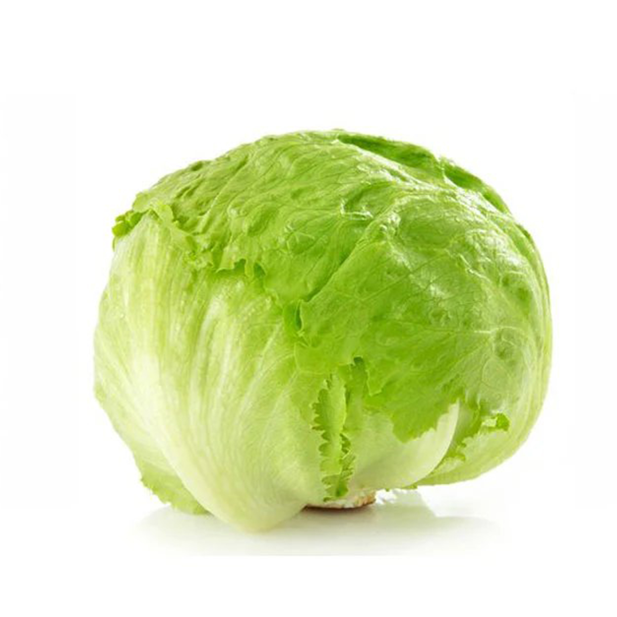 Lakpura® Ice Berg Lettuce