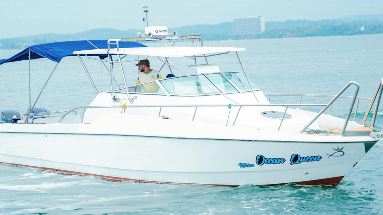 Private Whale Watching Tour by Luxury Speedboat from Mirissa City