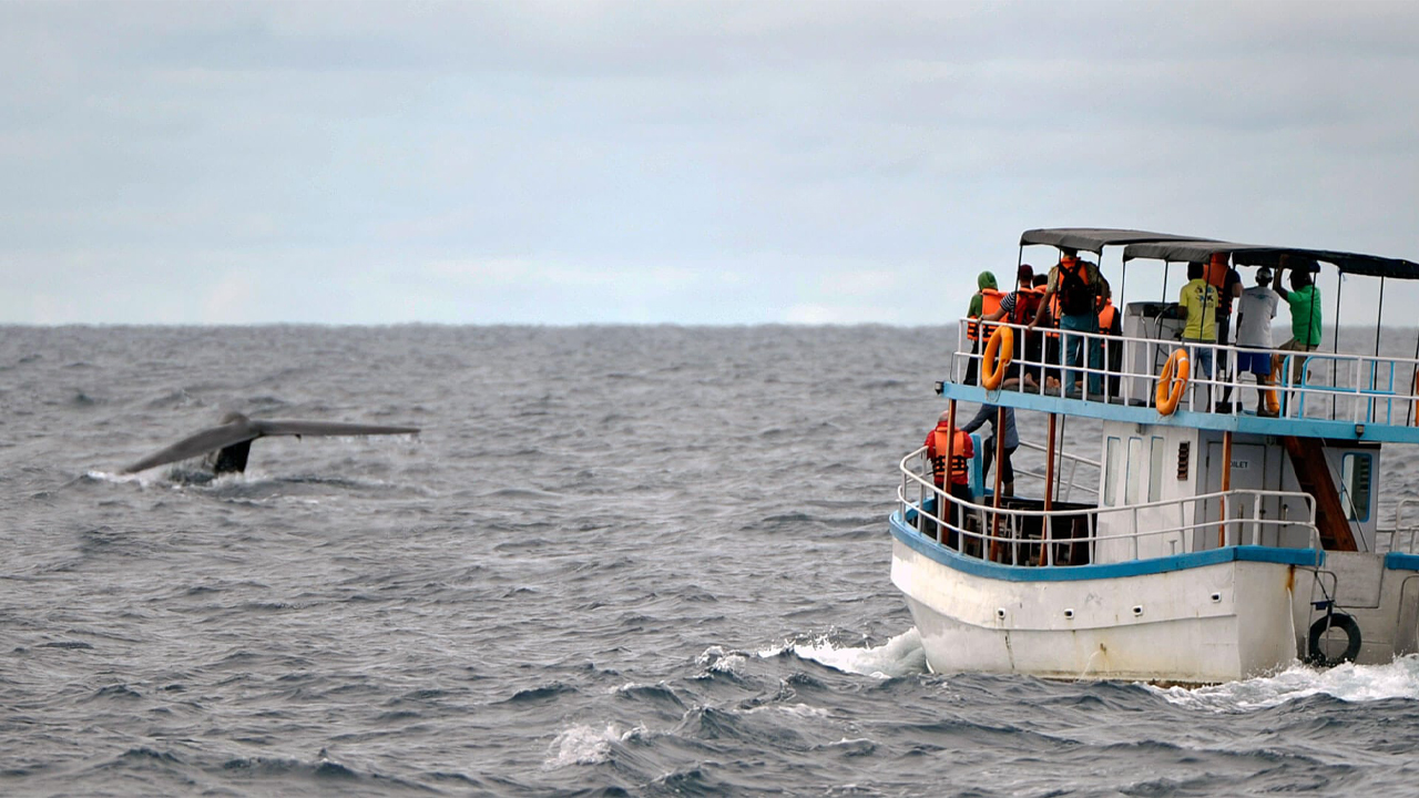 Whale Watching by Shared Boat from Galle City