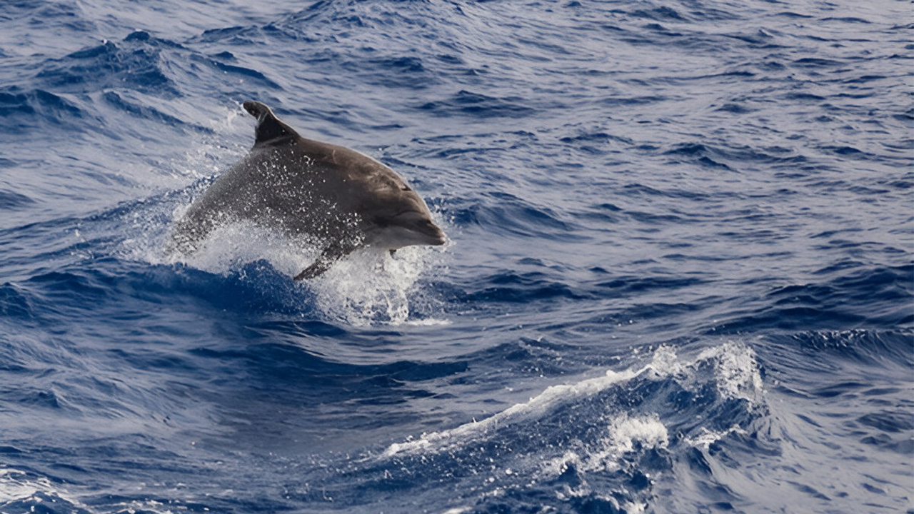 Dolphin Watching Boat Tour from Tangalle City