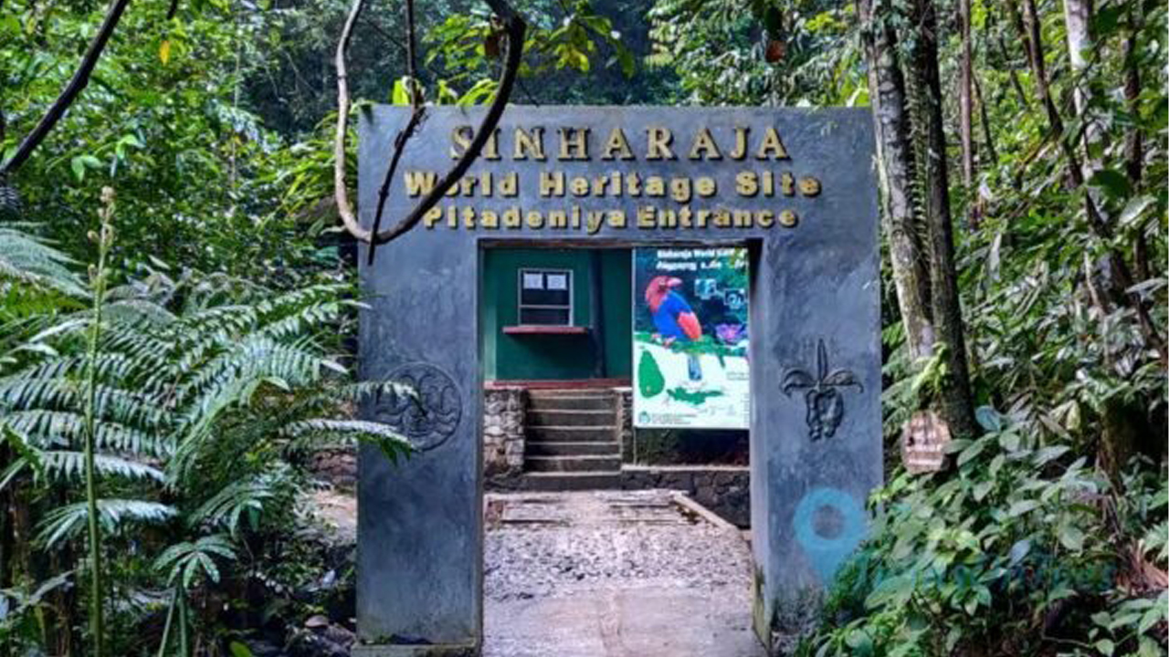 Sinharaja Rainforest Guided Tour from Kosgoda City