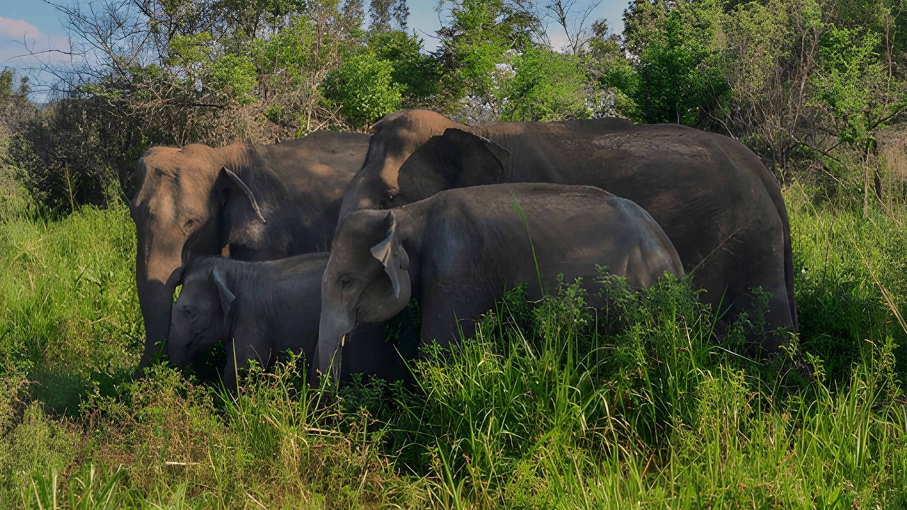 Sigiriya Rock, Village Experience and Wildlife Safari from Pasikuda City
