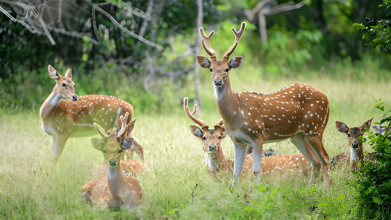 Private Tour from Ella to Ahangama with Yala Safari