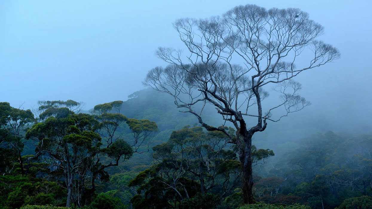 Sinharaja Rain Forest Bird Watching Tour