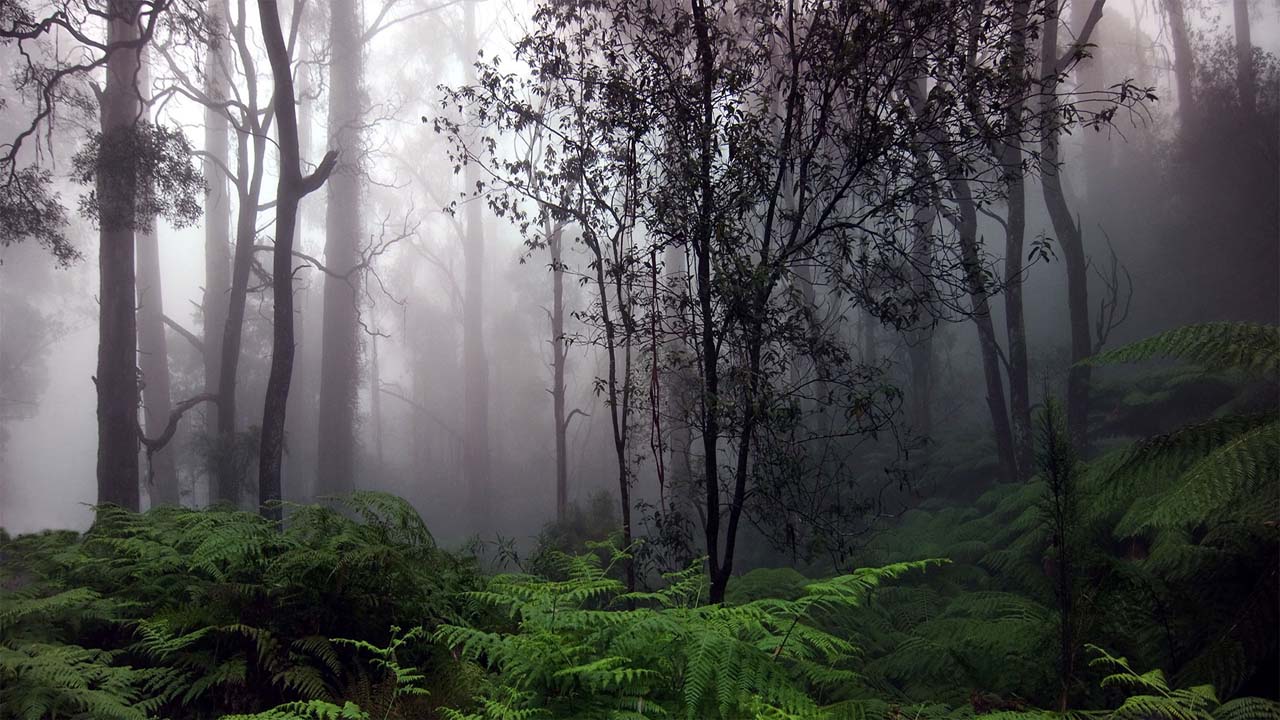 Sinharaja Rain Forest Adventure Tour