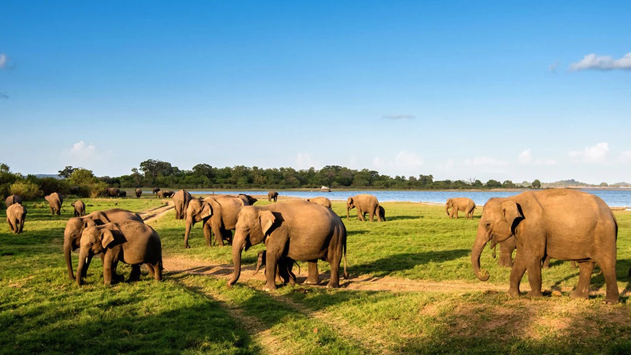Minneriya National Park Entrance Ticket
