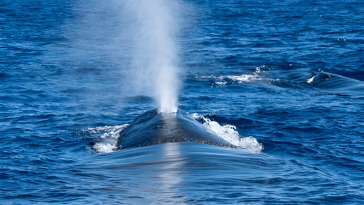 7 Hour whale watching cruise from Trincomalee City