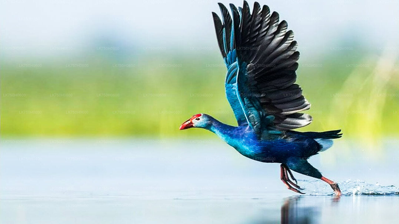 Birdwatching at Diyasaru Uyana from Colombo City