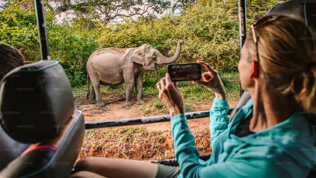 Yala National Park Safari from Tangalle City