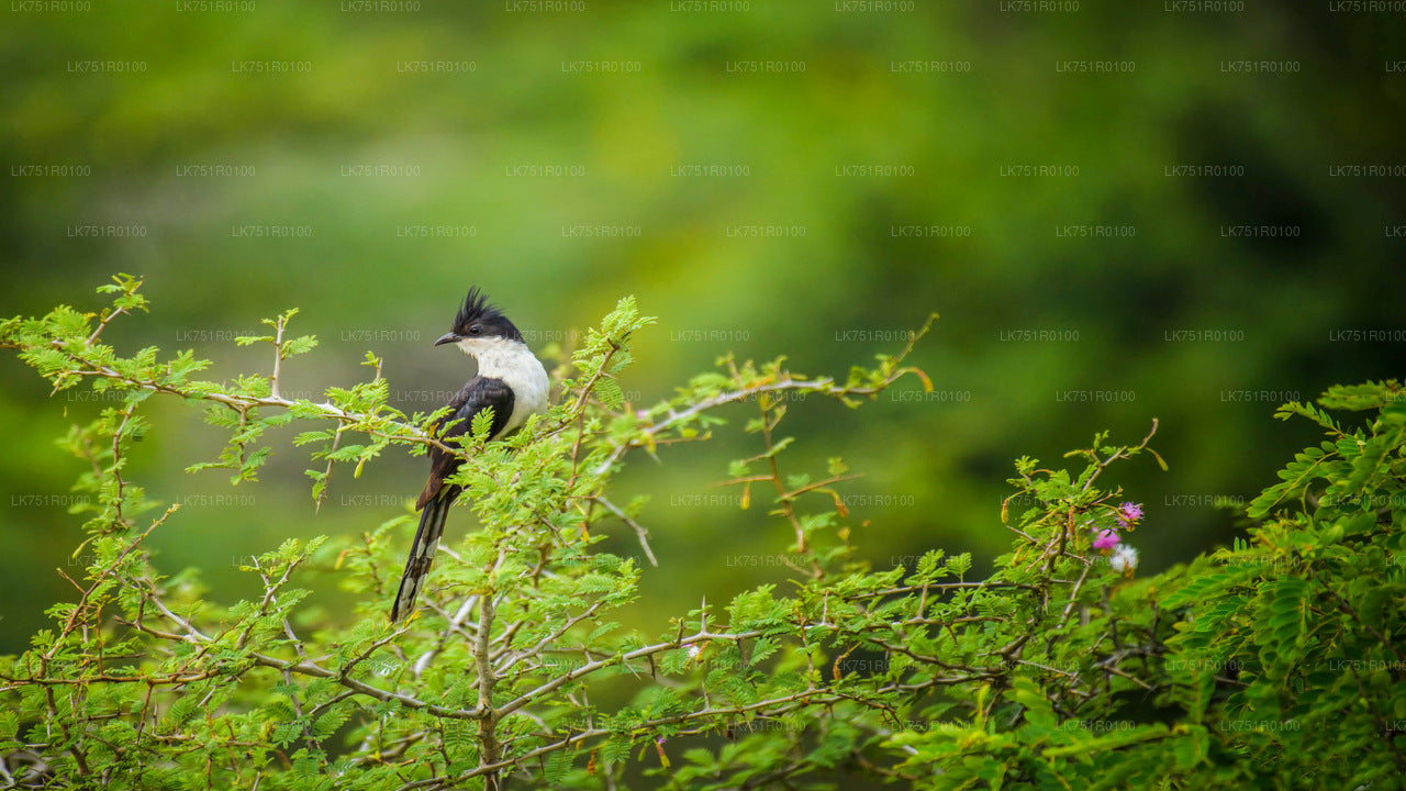 Birdwatching and Trekking from Horton Plains National Park