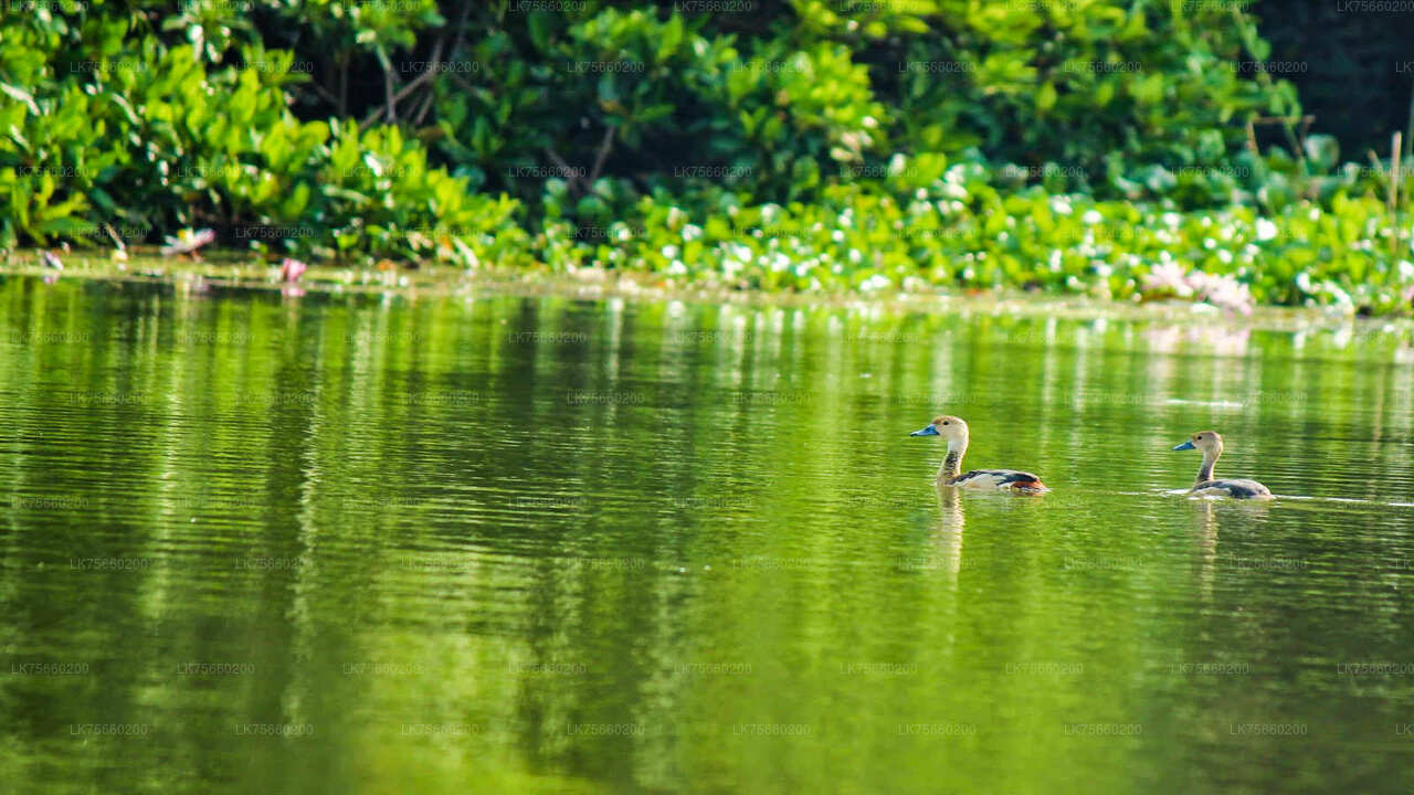 Birdwatching at Muthurajawela Marsh from Mount Lavinia City