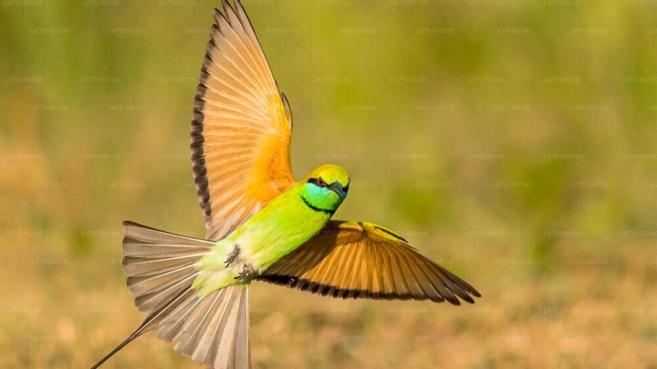 Birdwatching and Trekking from Horton Plains National Park