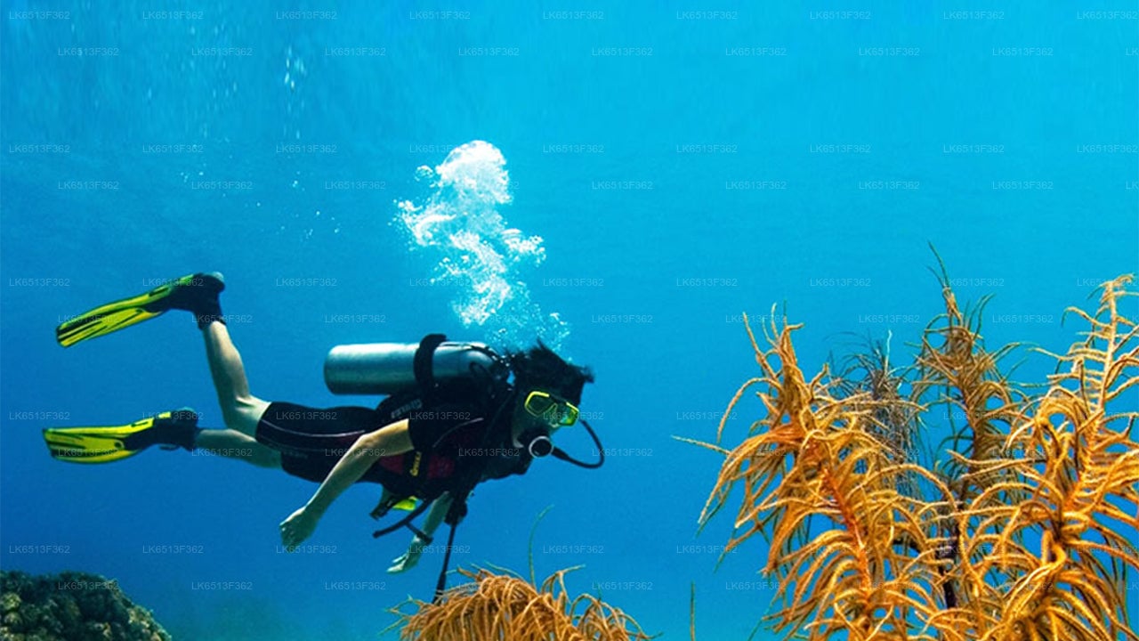 Discover Scuba Diving from Bentota City
