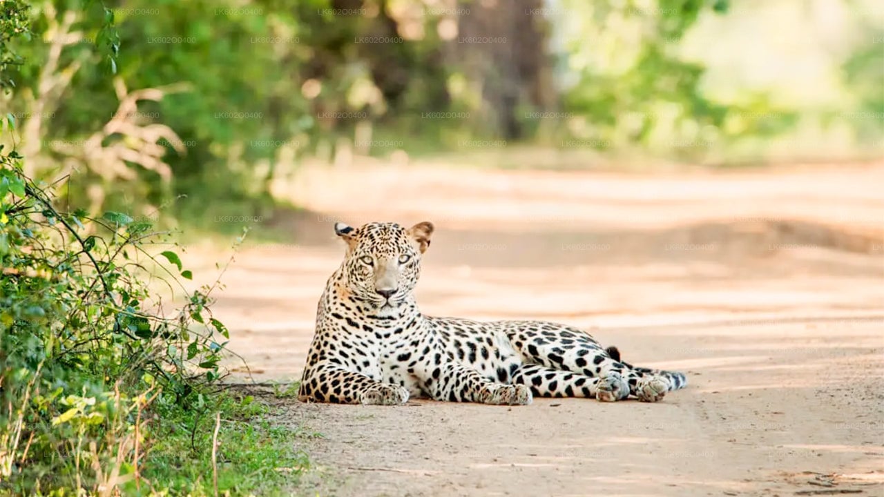 Yala National Park Safari from Mirissa City