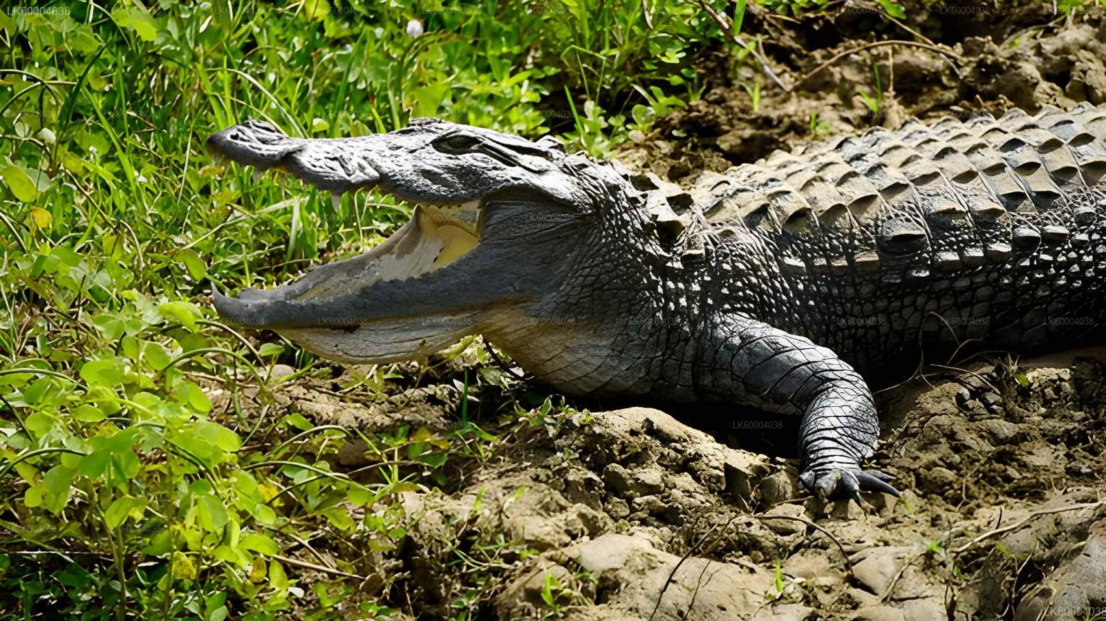 Maduru Oya National Park Private Safari from Pasikuda City