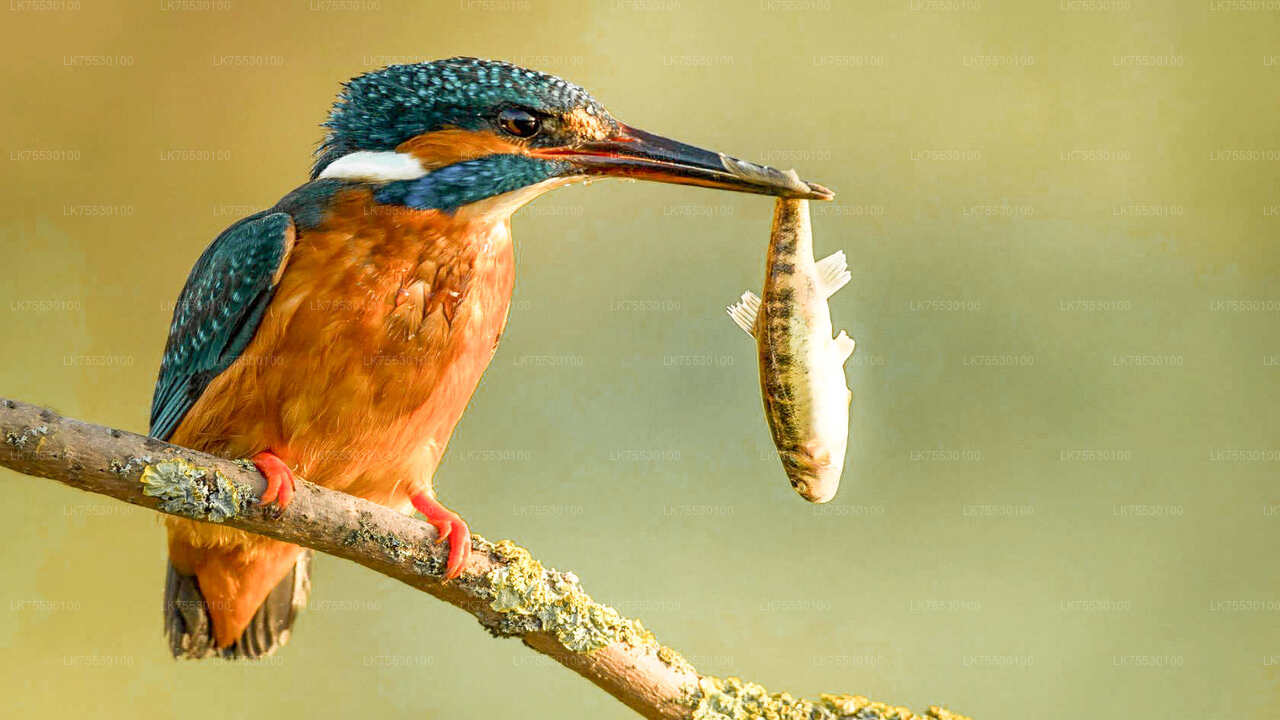 Birdwatching from Kumana National Park