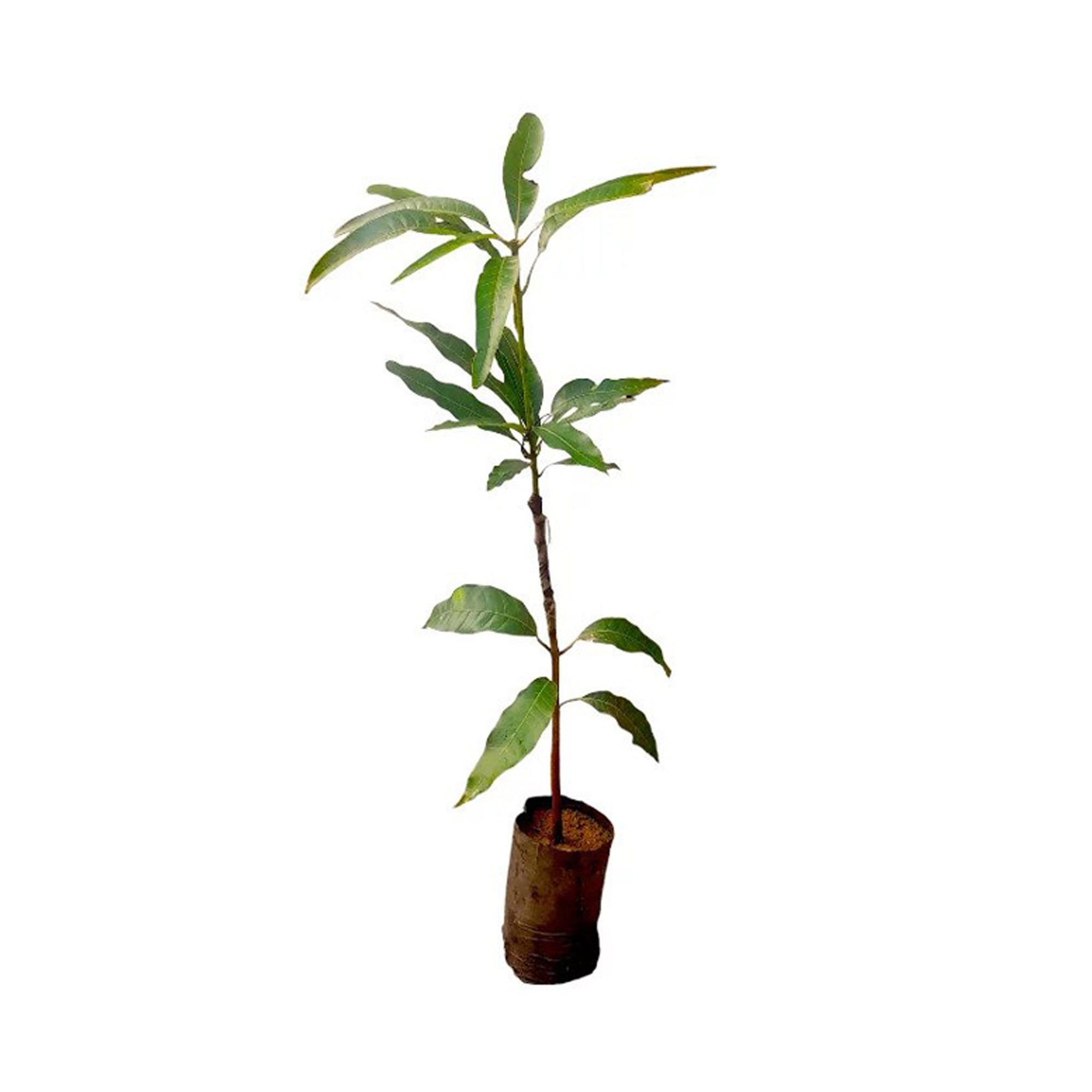 Lakpura® Sunflower Mango Plant
