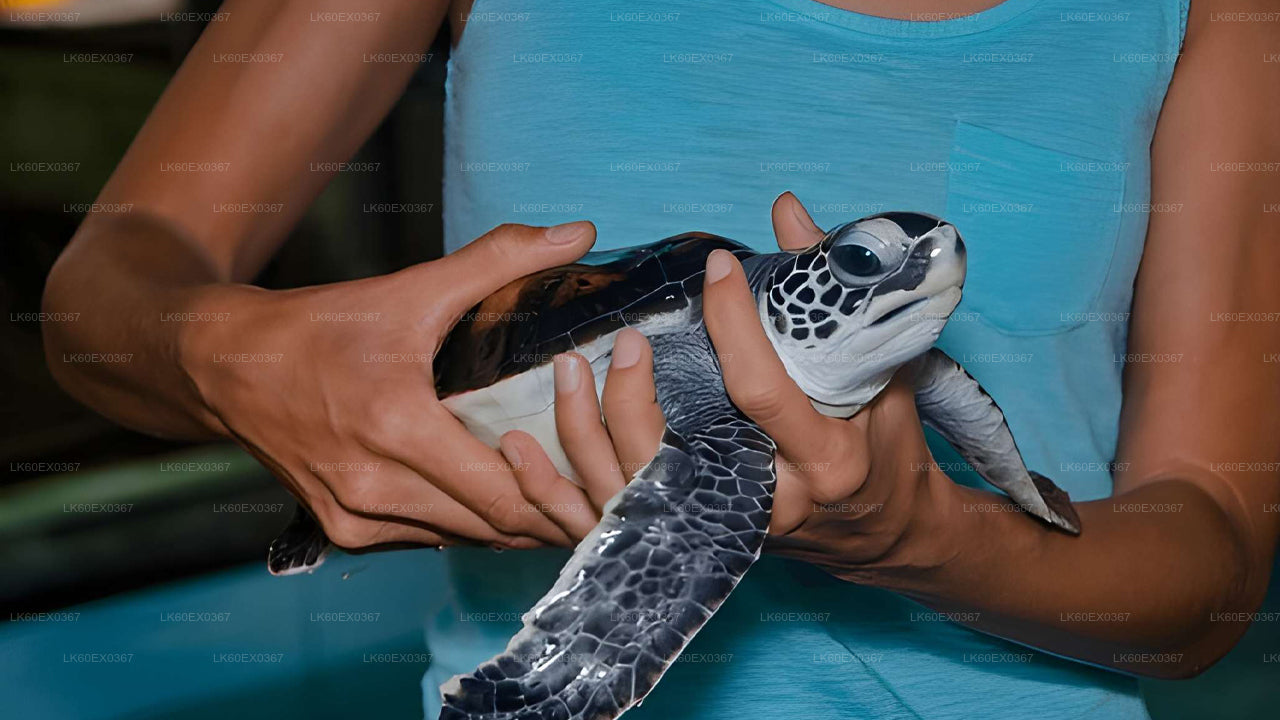Baby Turtle Release from Bentota City