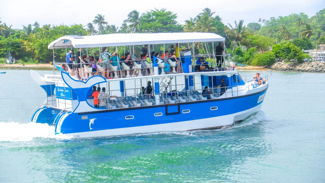 Whale Watching by Shared Boat from Ahungalla City