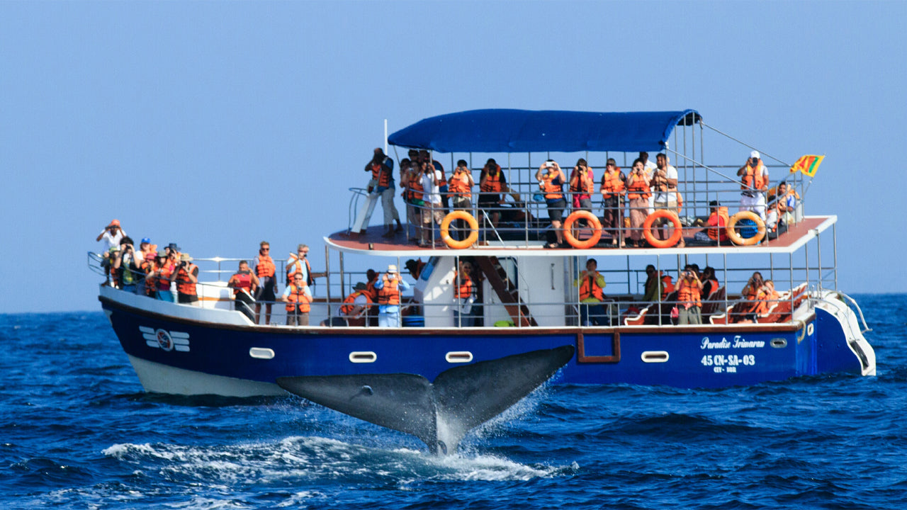 Whale Watching from Dikwella City