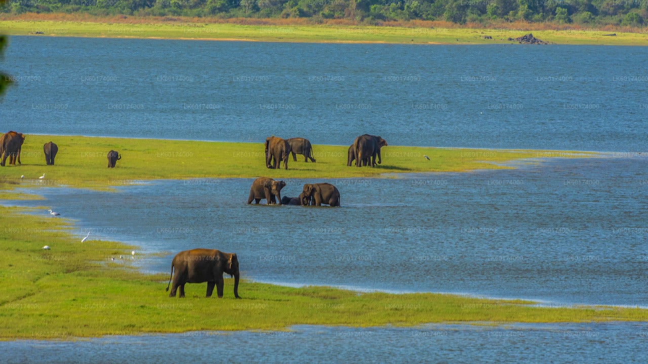 Minneriya National Park Safari from Kitulgala City