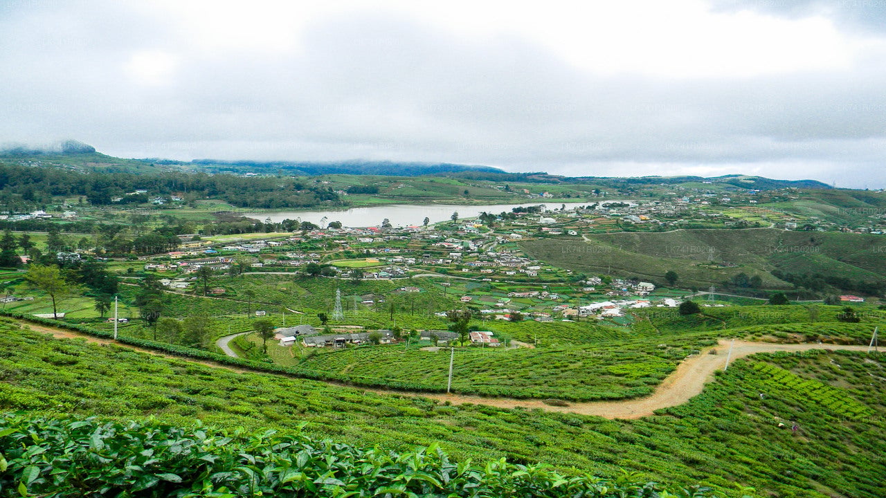 Single Tree Hill Hike from Nuwara Eliya City
