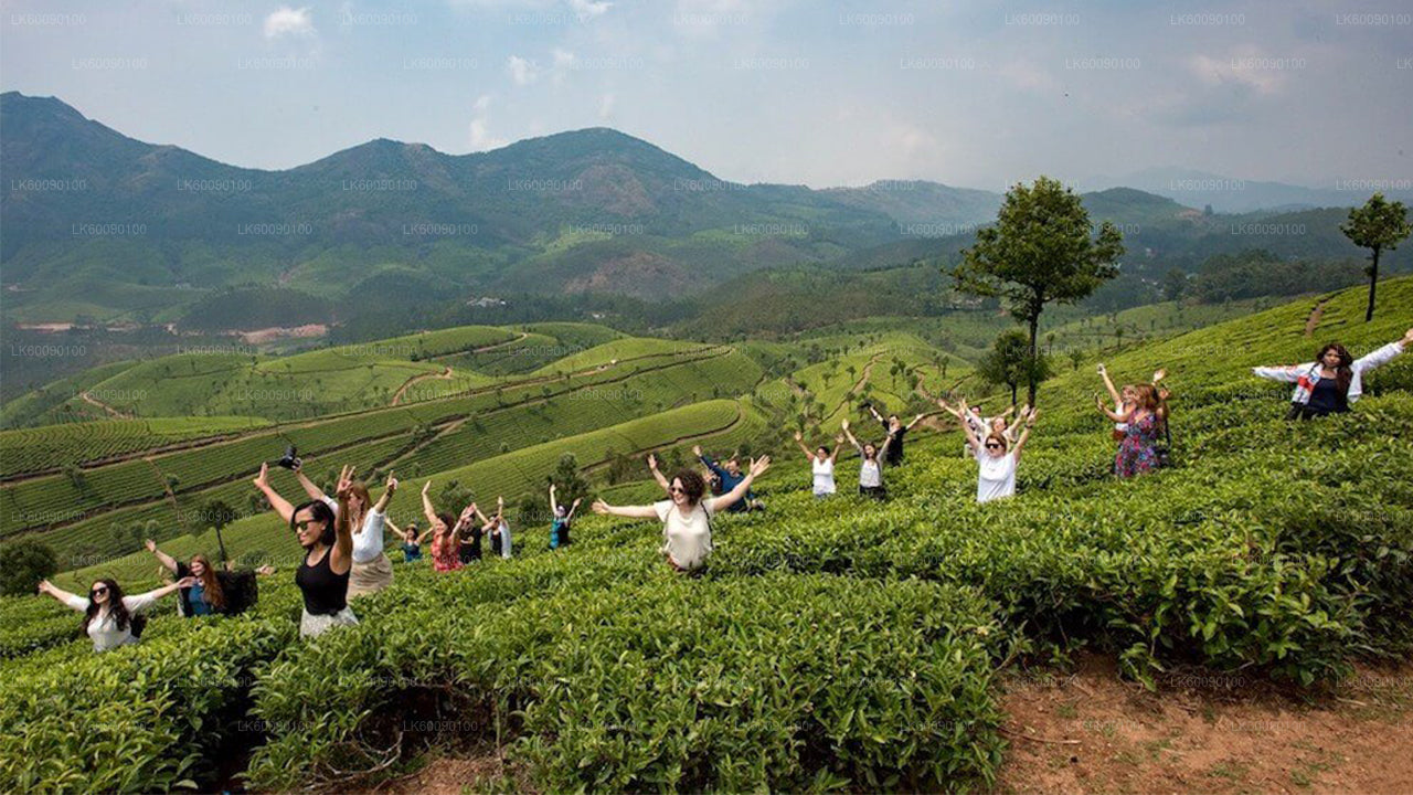 Tea Estate Experience from Ella City