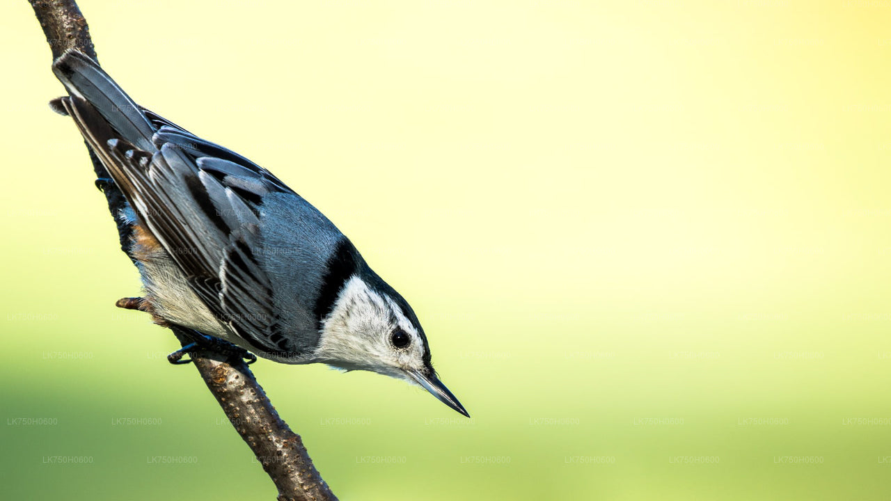 Birdwatching at Diyasaru Uyana from Colombo City