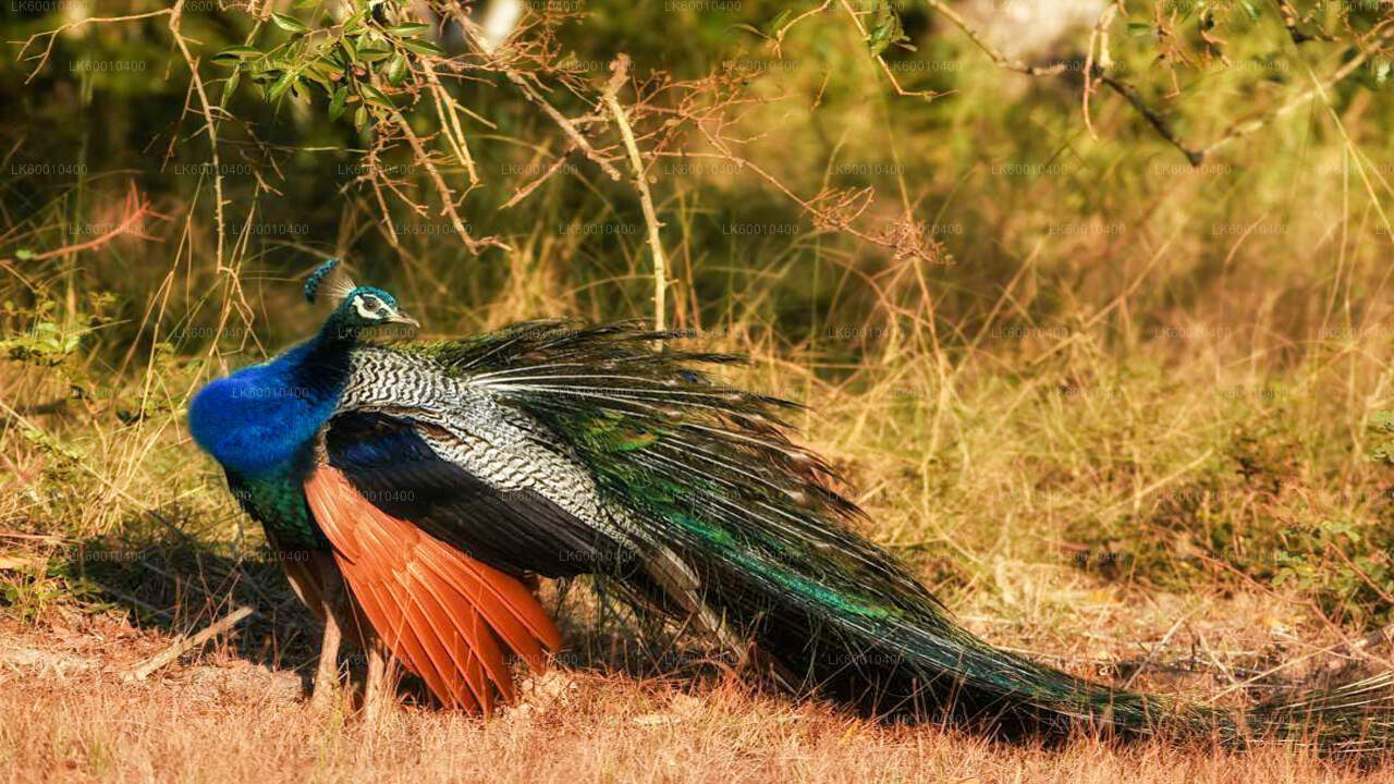 Bundala National Park Safari from Ahangama City