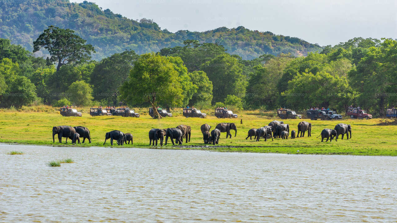 Minneriya National Park Private Safari from Polonnaruwa City