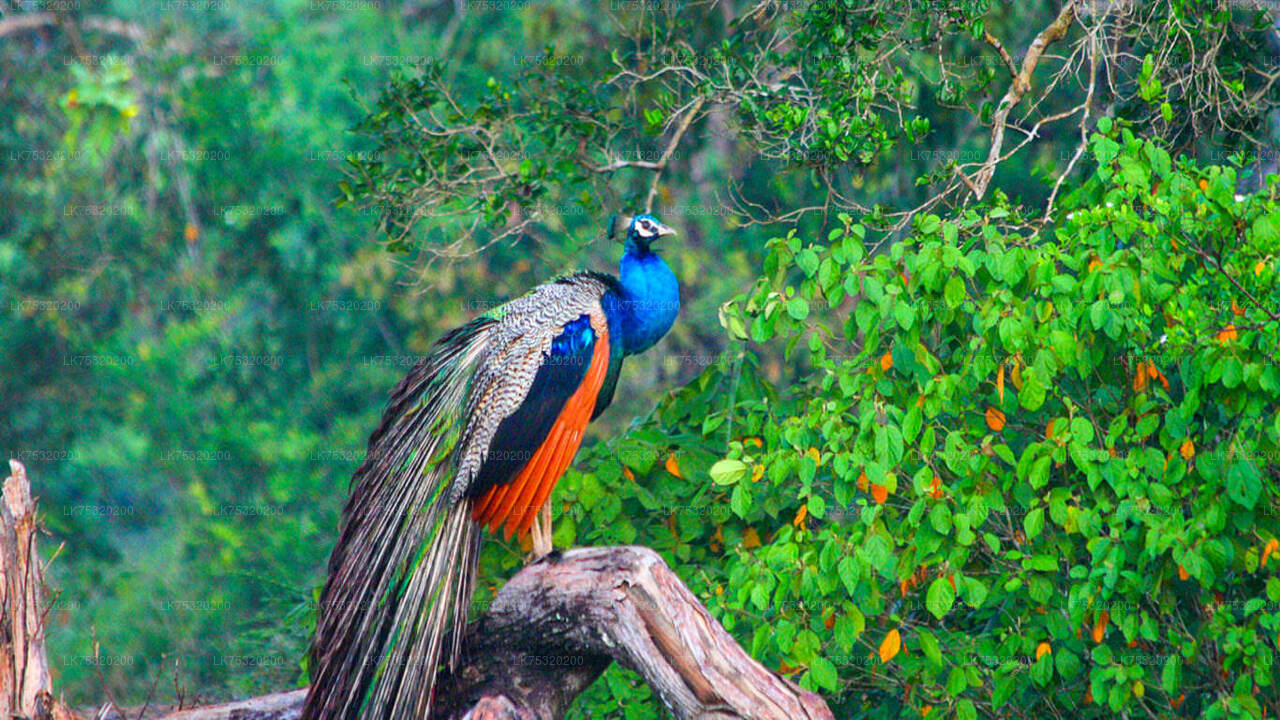 Birdwatching at Ritigala from Habarana City