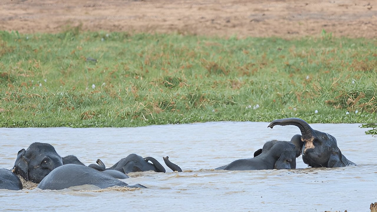 Wasgamuwa National Park Private Safari with Guide