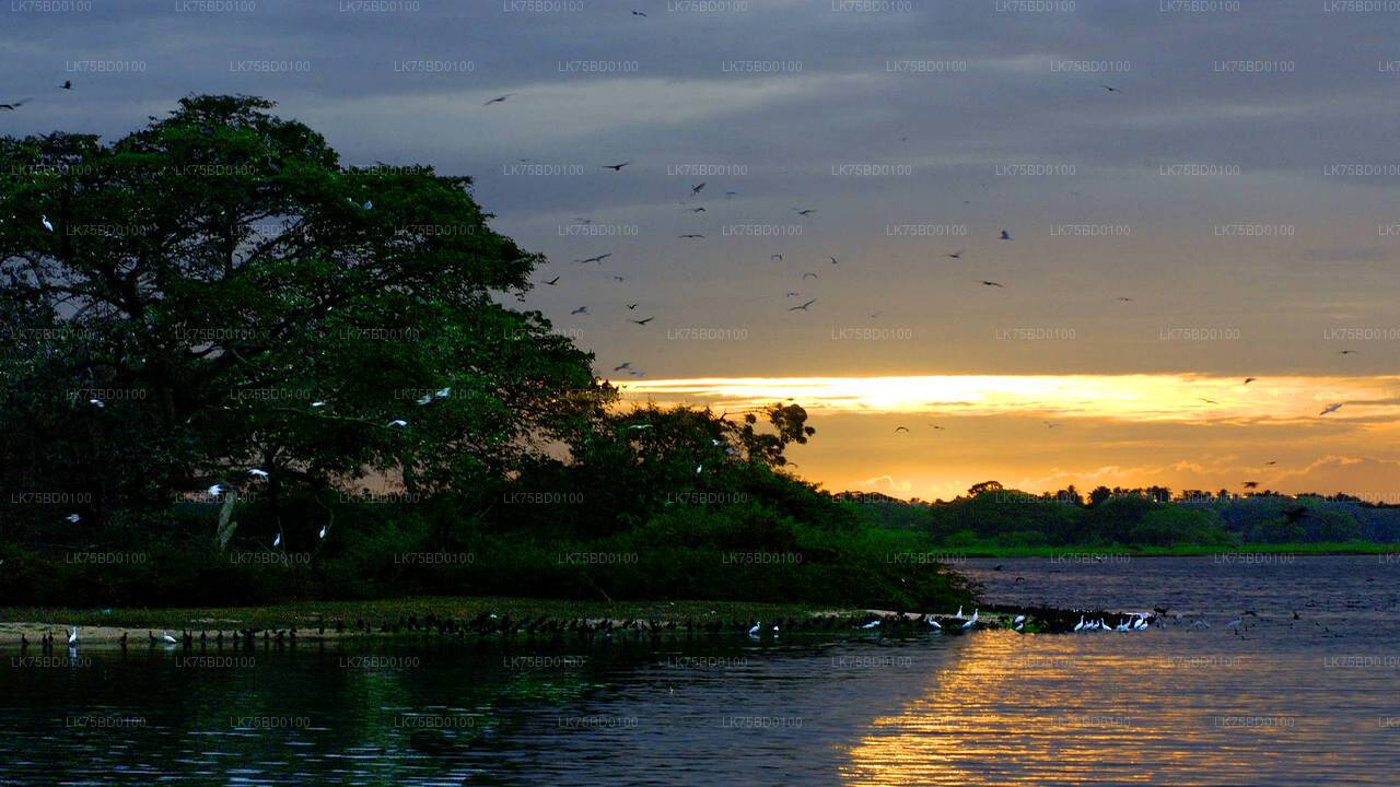 Birdwatching Safari at Bundala National Park from Tissamaharama City